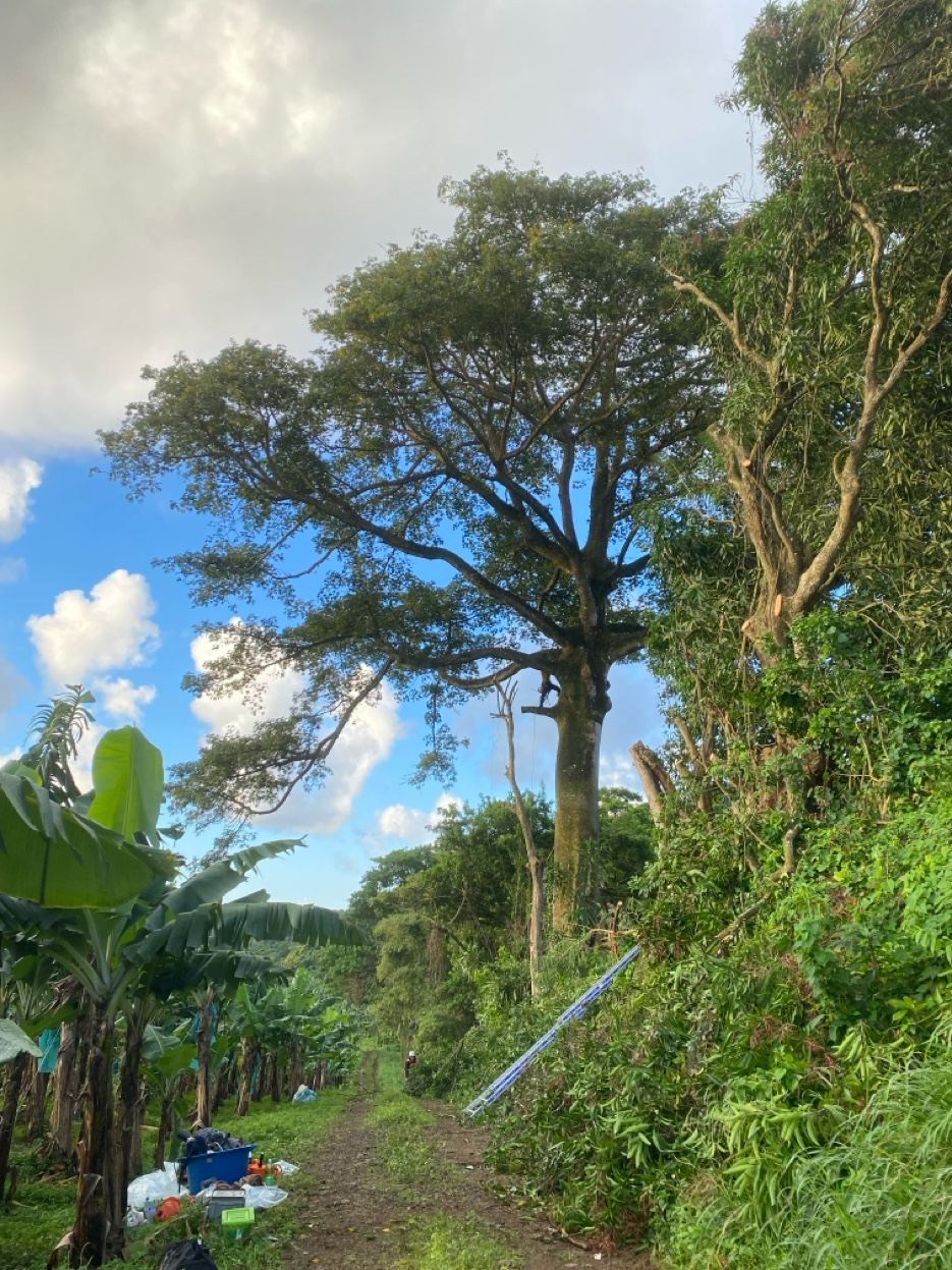 Élagage plantation