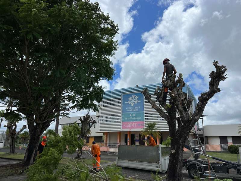 Élagage chantier CAF de la Martinique