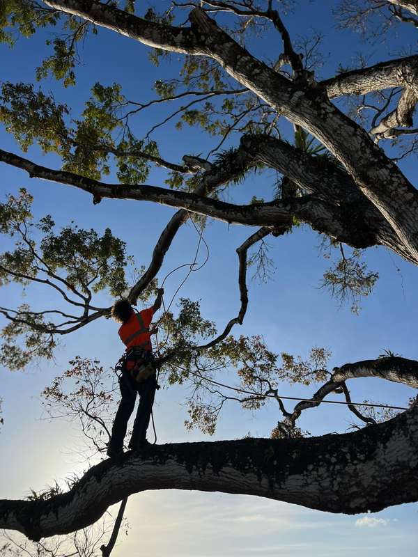Grimpeur arboriste sur branche — Vert'Tige 972