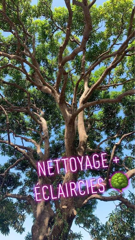 Nettoyage et éclaircies — élagage Martinique
